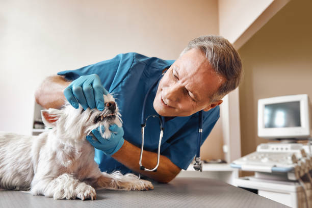 Hughesville, MD Emergency Dentist Pros